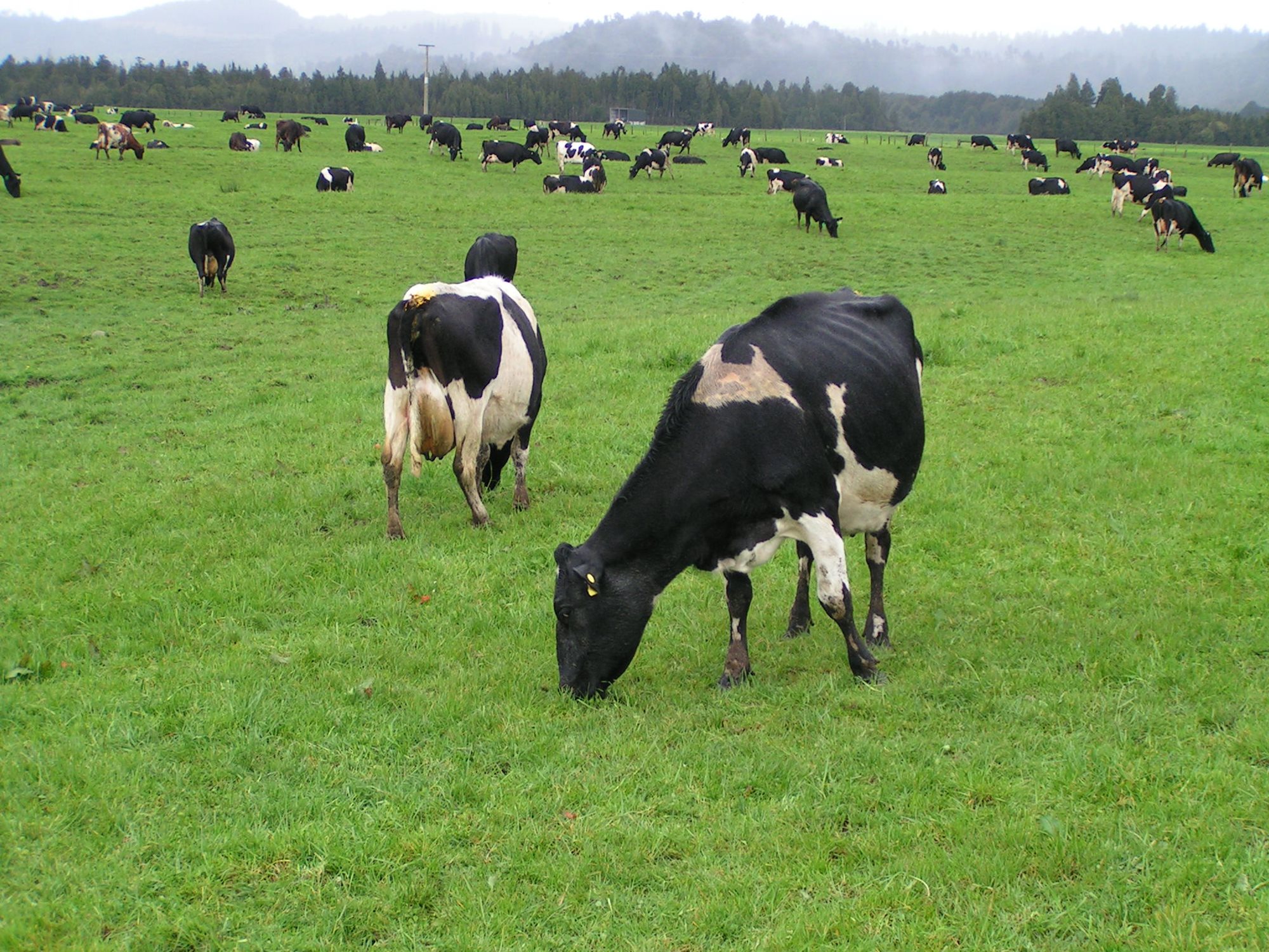 Heat stress in dairy cows and yeast