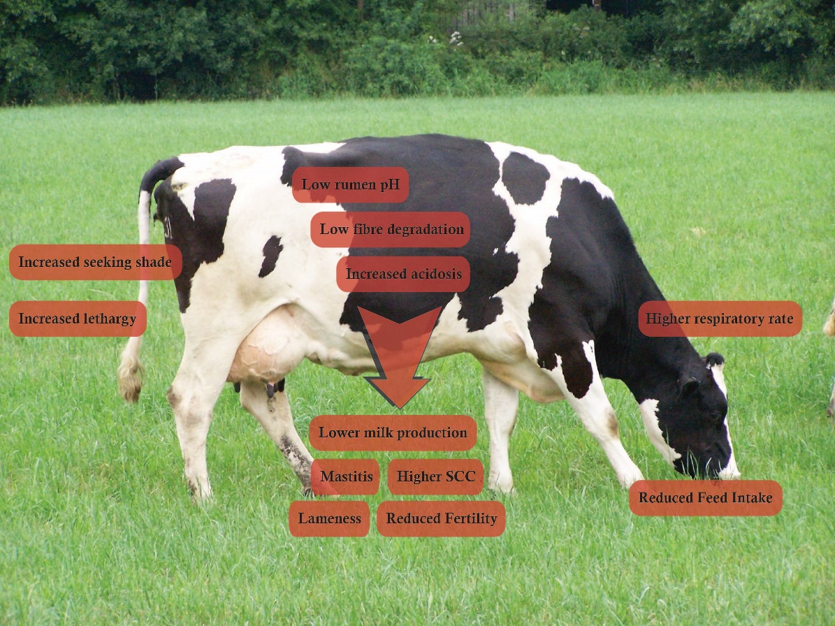 Effect-of-heat-stress-on-lactating-dairy-cows.jpg